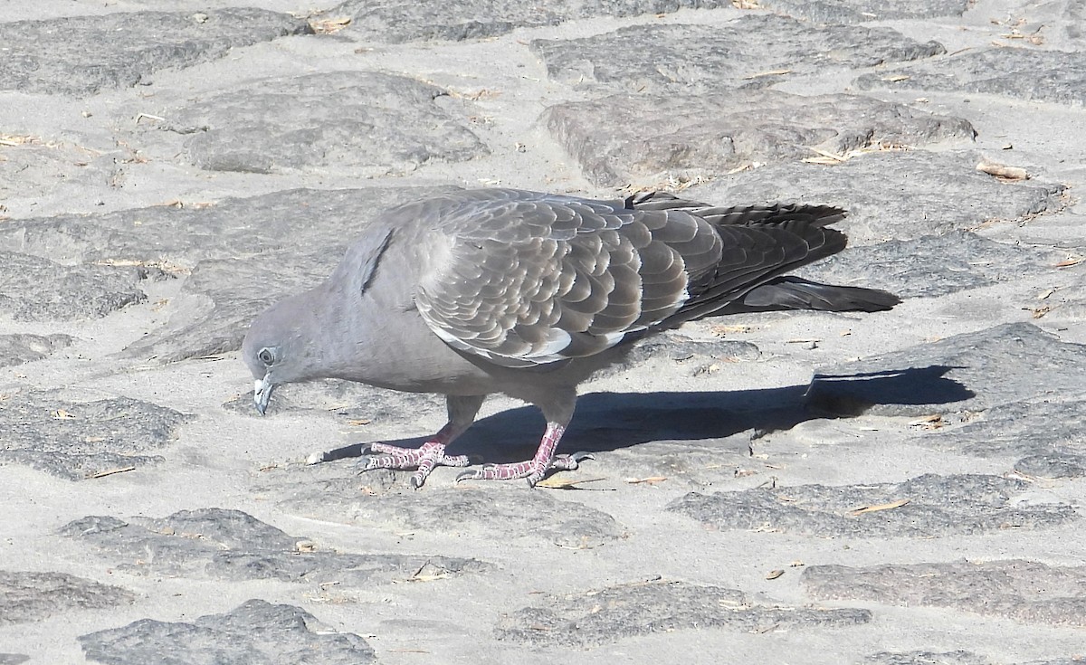 Spot-winged Pigeon - ML644524674