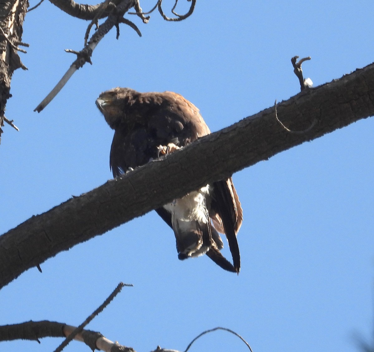 Harris's Hawk - ML644524681