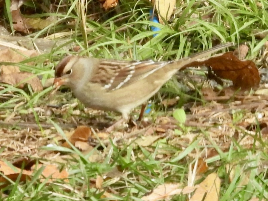 Bruant à couronne blanche - ML644524684