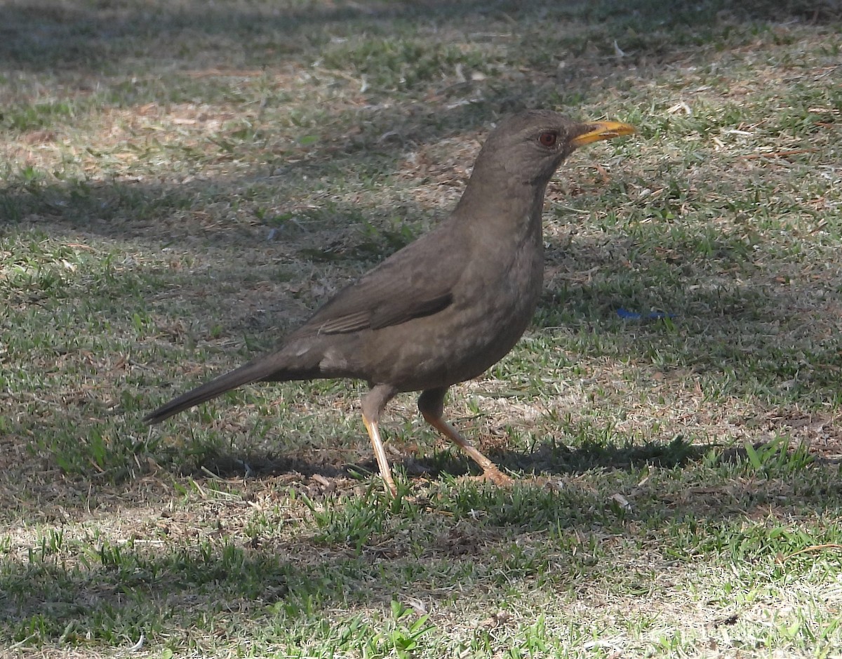 Chiguanco Thrush - ML644524691