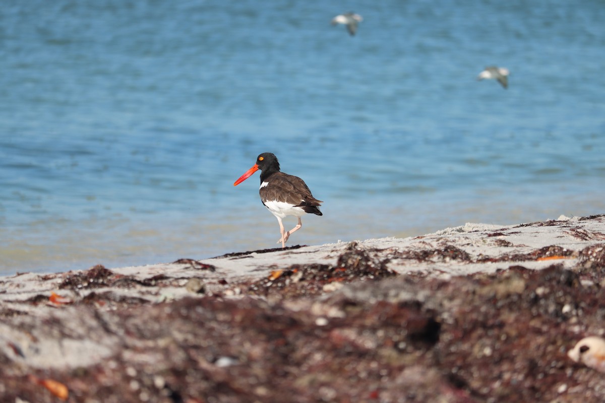 Кулик-сорока американський - ML644524700