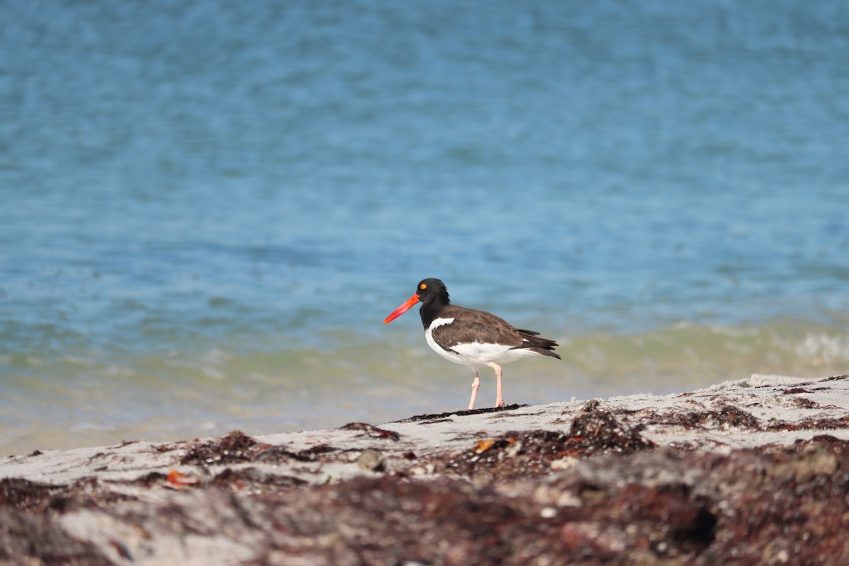 Кулик-сорока американський - ML644524701