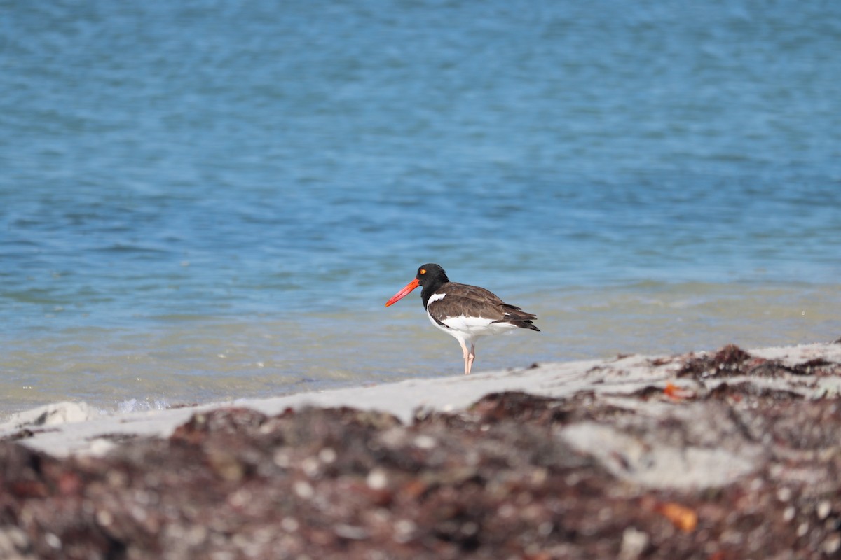 Кулик-сорока американський - ML644524702