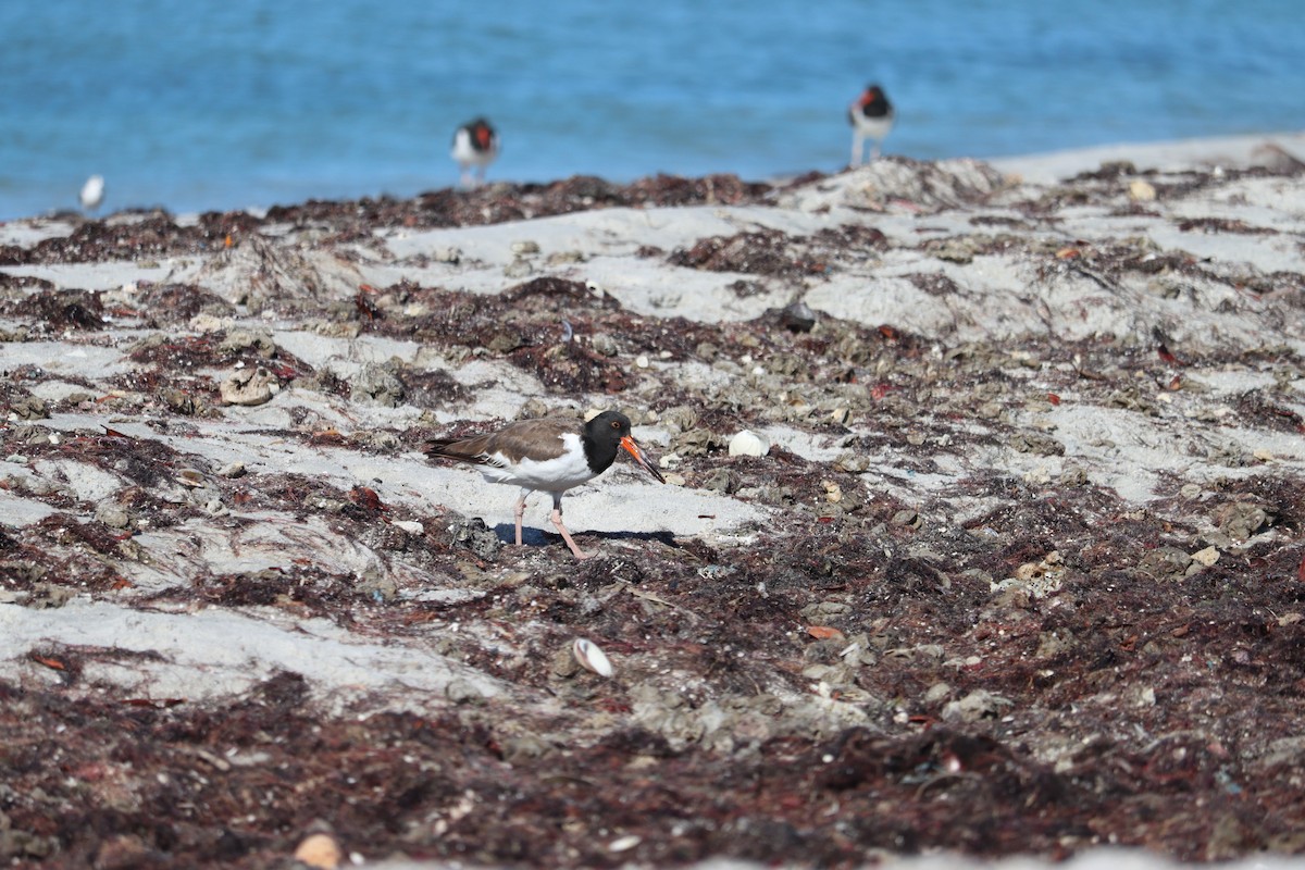Кулик-сорока американський - ML644524703