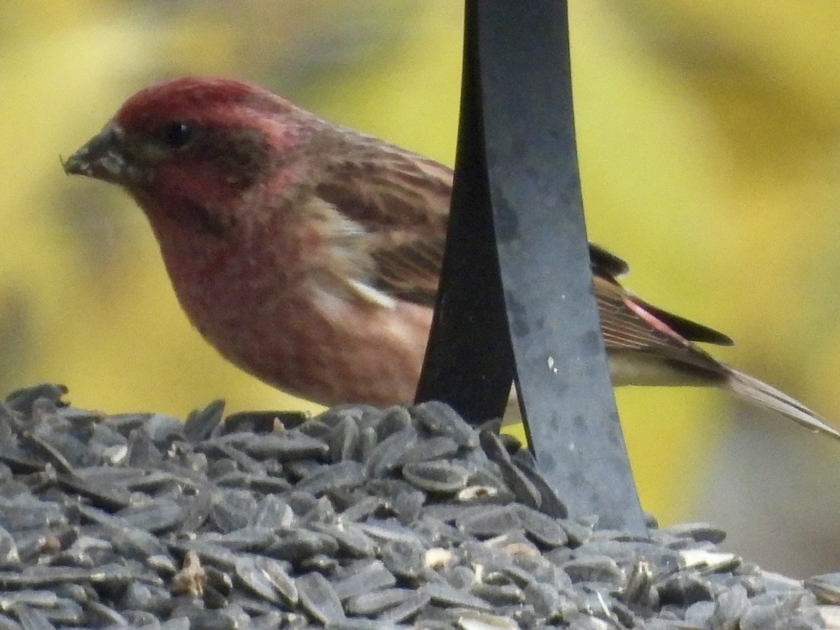 Roselin pourpré - ML644524708