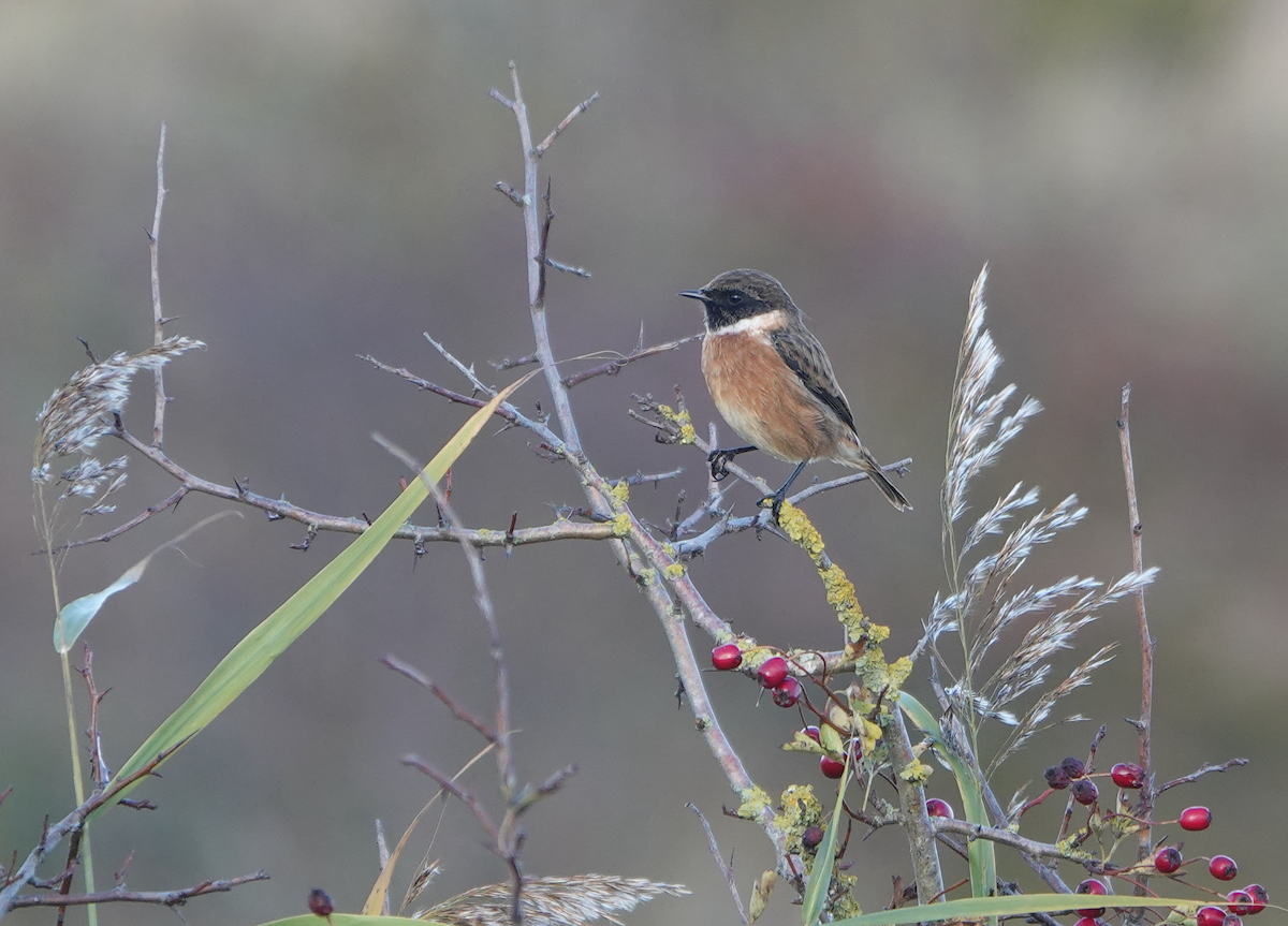 European Stonechat - ML644524716