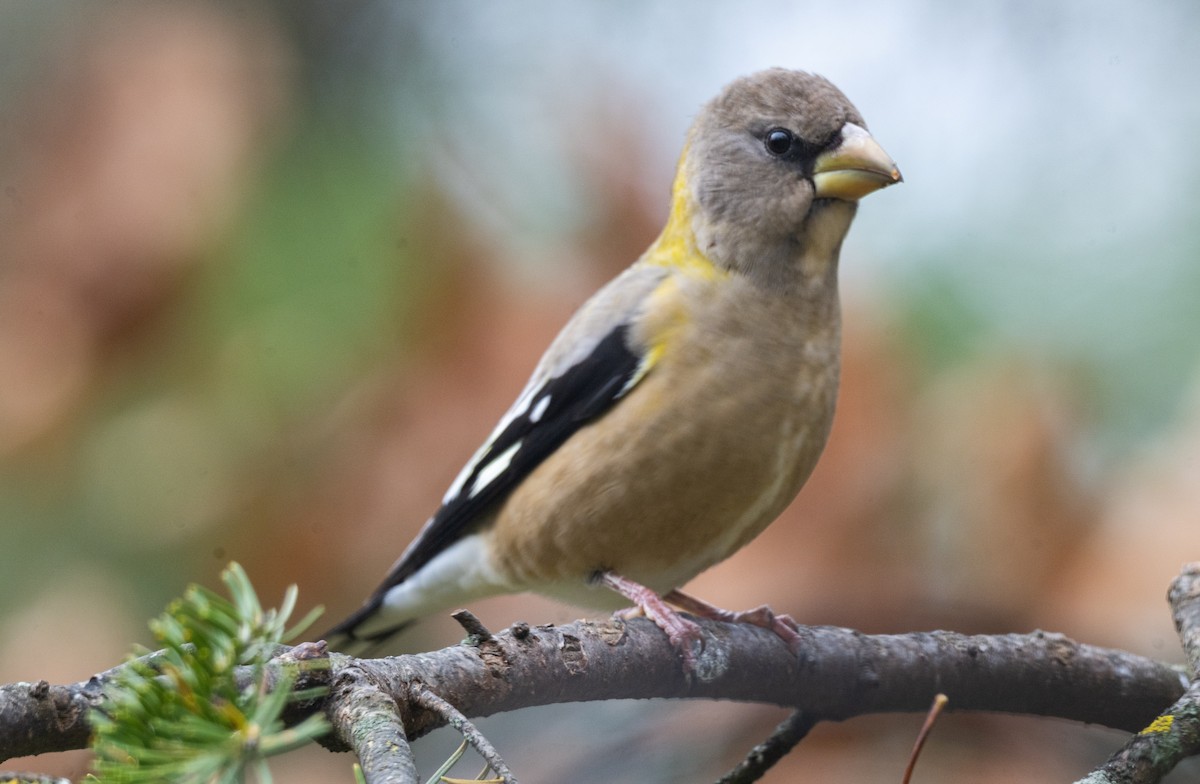 Evening Grosbeak - ML644524718