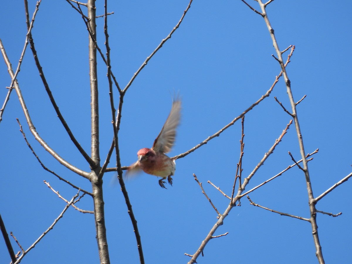 Purple Finch - ML644524726