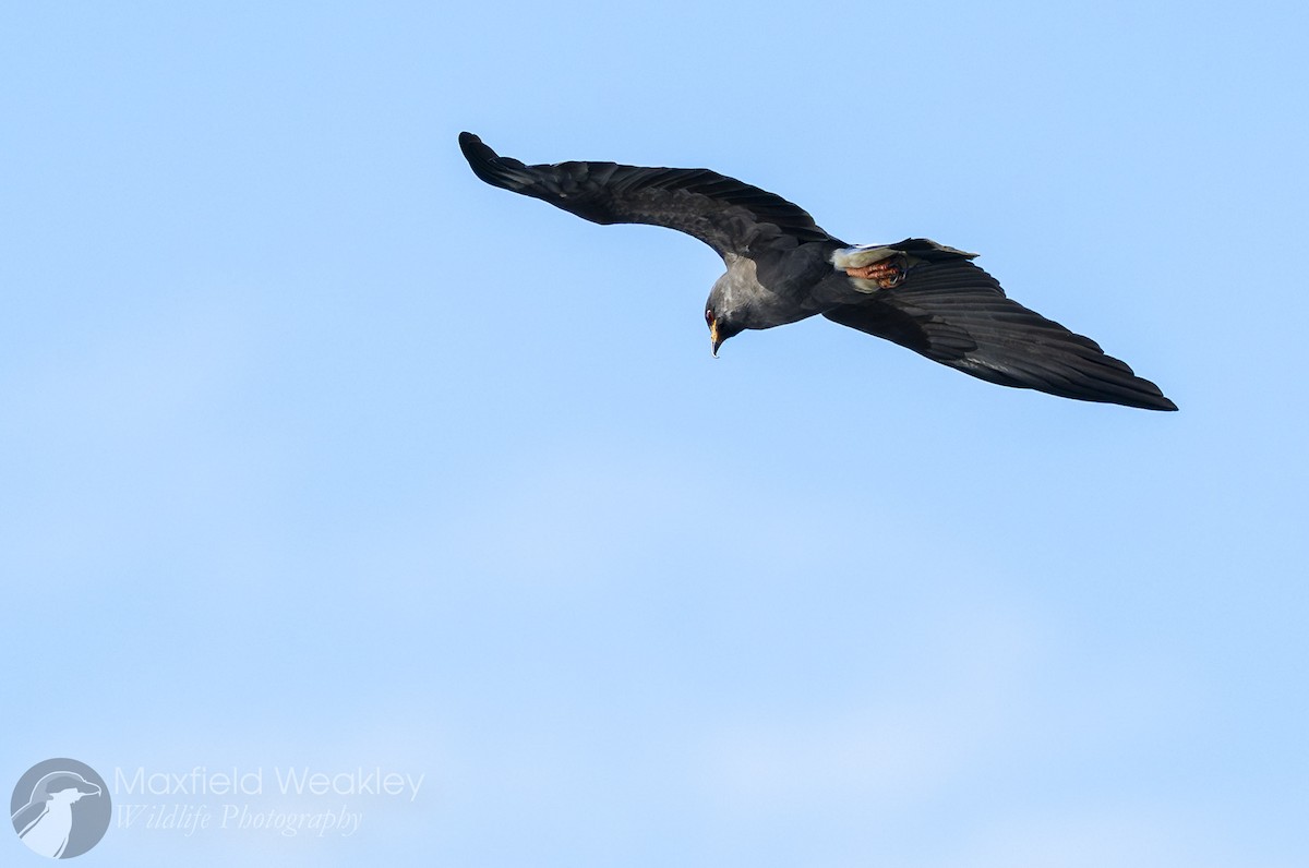 Milan des marais - ML644524740