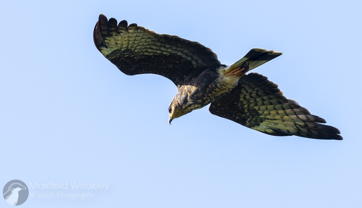 Milan des marais - ML644524743