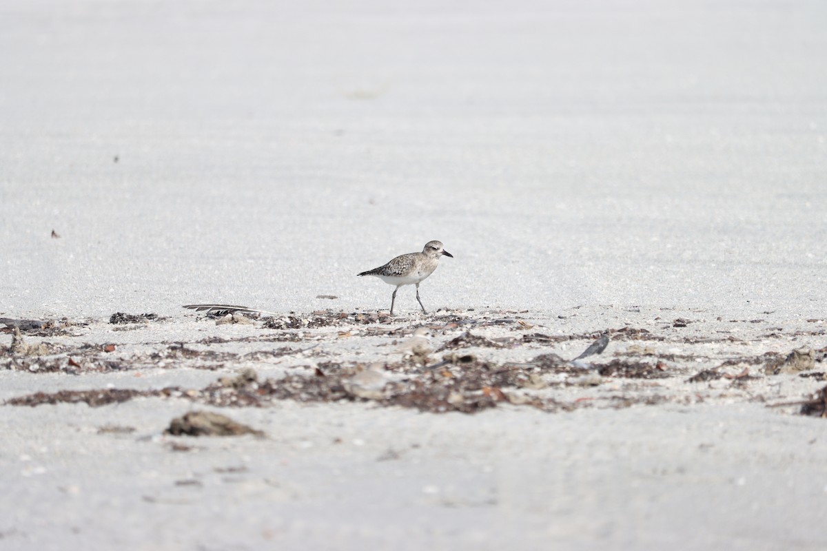 Chorlito Gris - ML644524746