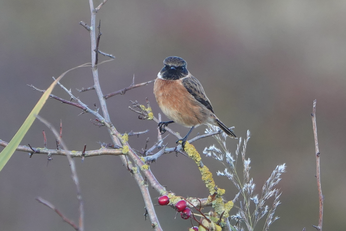 European Stonechat - ML644524755