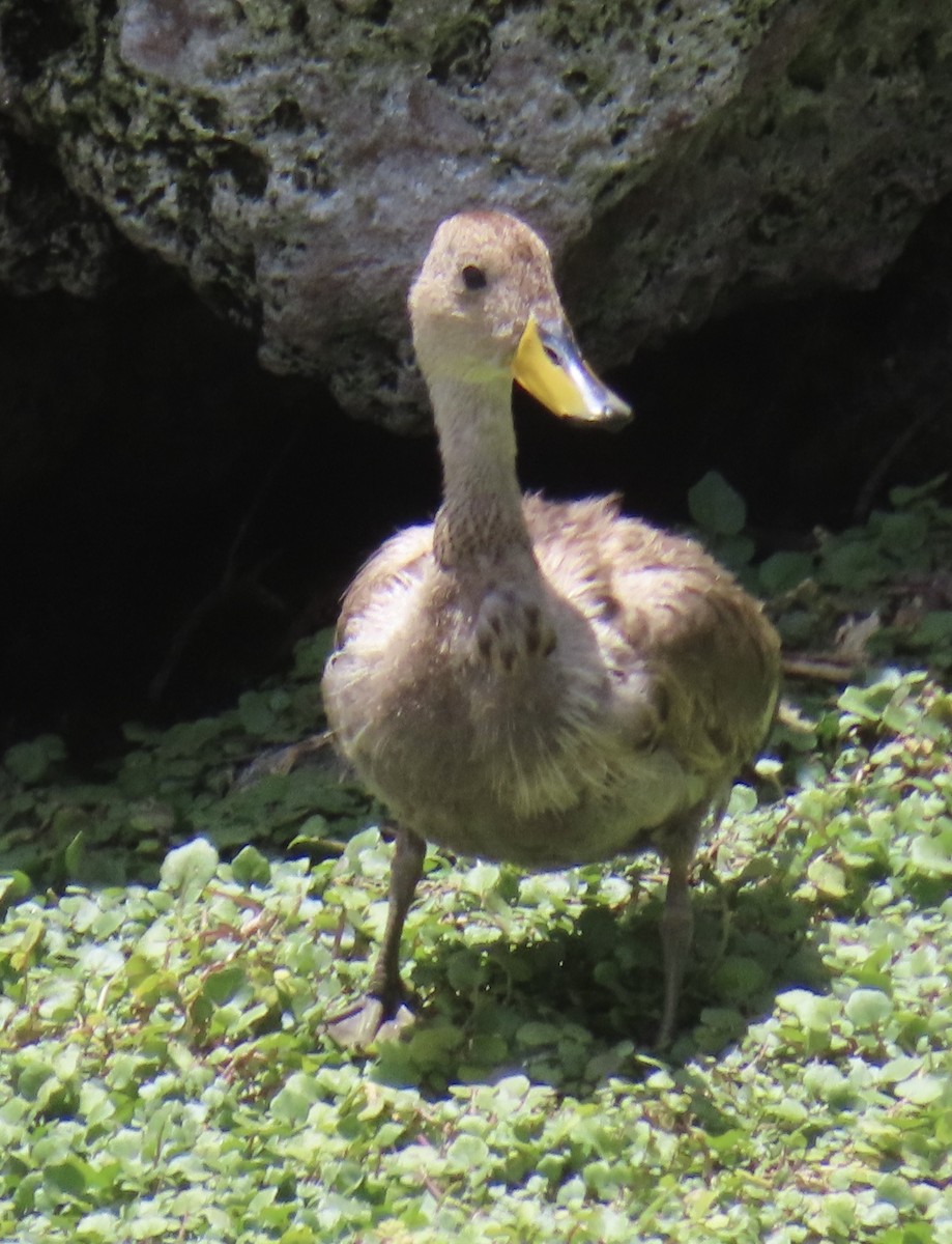 Yellow-billed Pintail (South American) - ML644524756