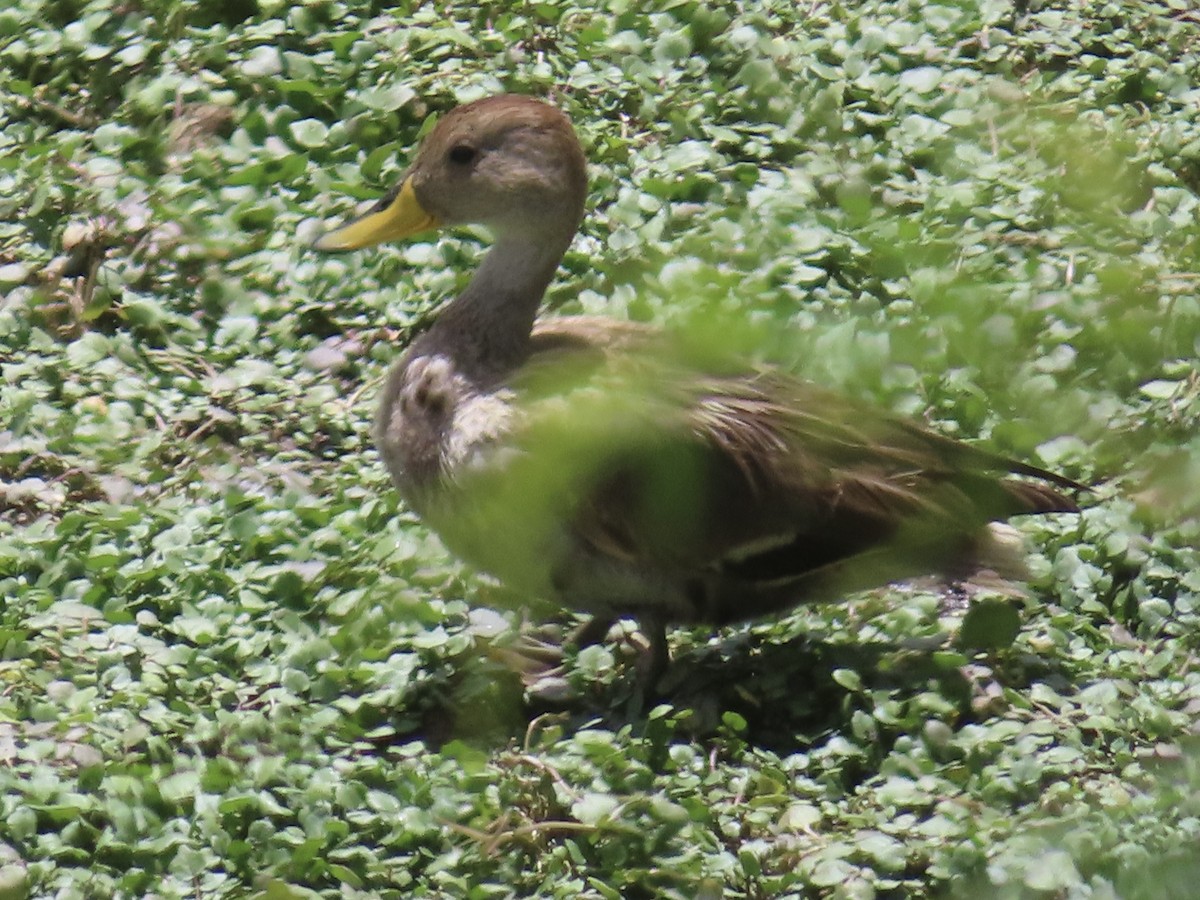 Yellow-billed Pintail (South American) - ML644524757