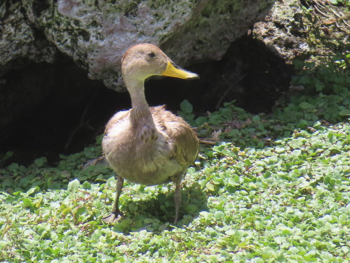 Yellow-billed Pintail (South American) - ML644524758