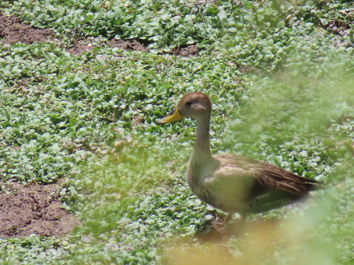 Yellow-billed Pintail (South American) - ML644524759