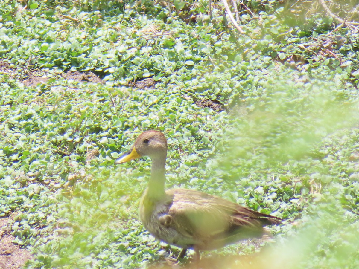 Yellow-billed Pintail (South American) - ML644524760