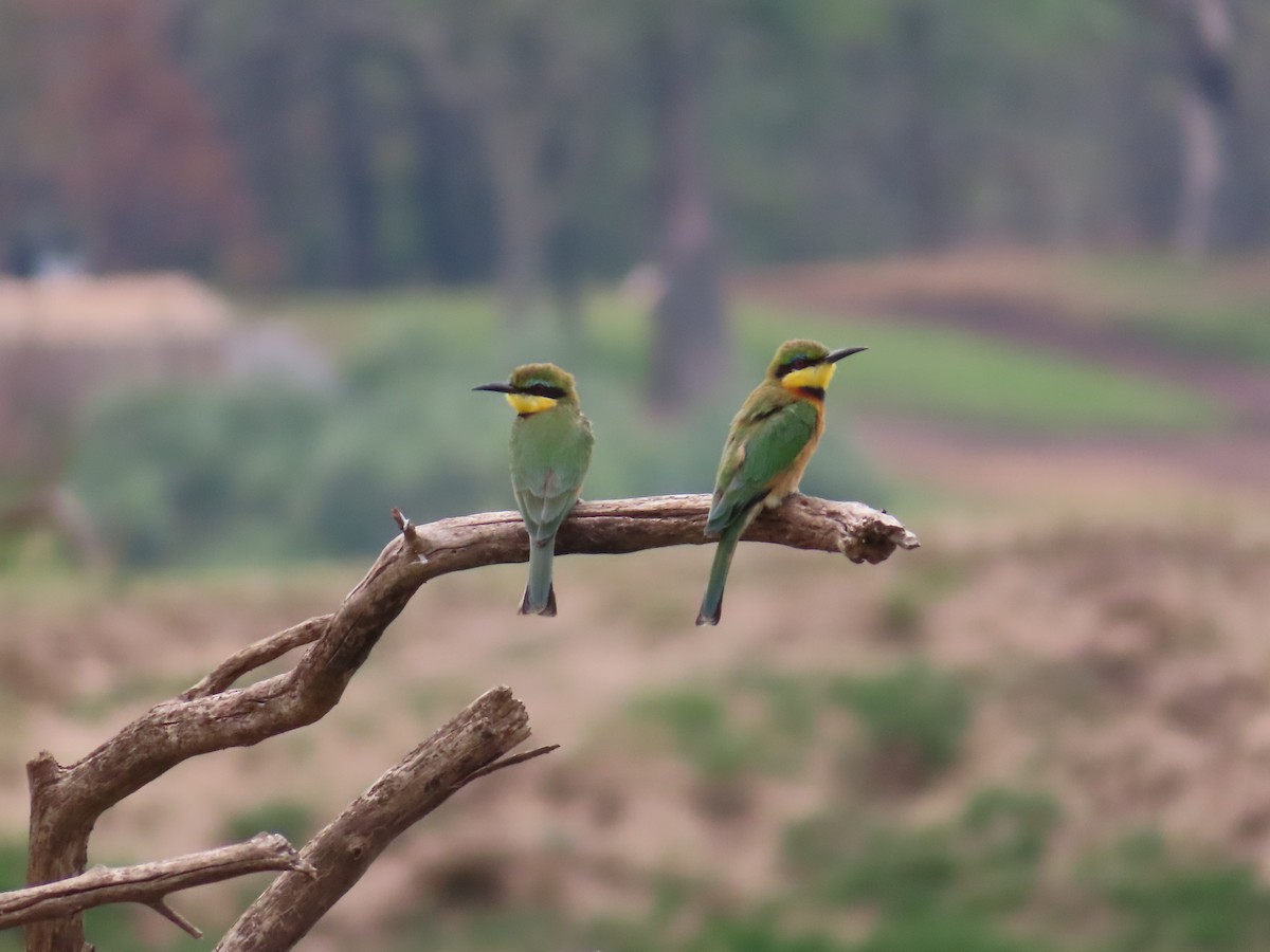 Little Bee-eater - ML644524761