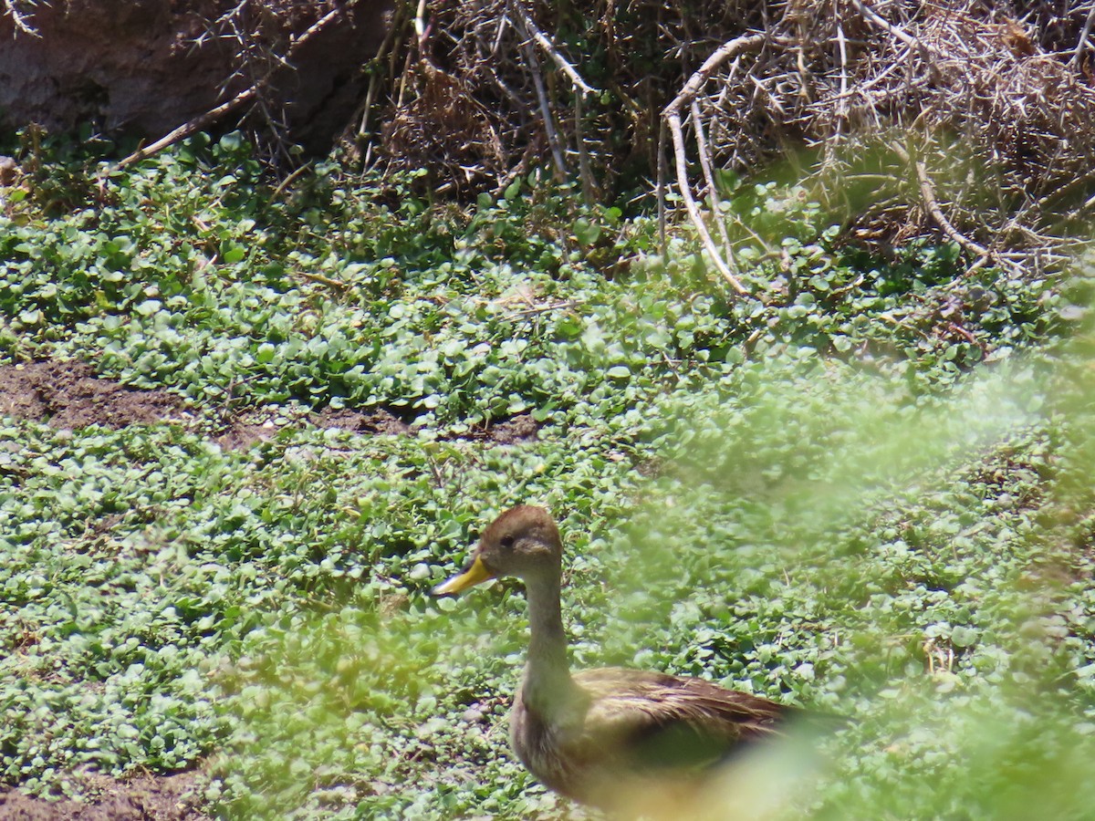 Yellow-billed Pintail (South American) - ML644524762