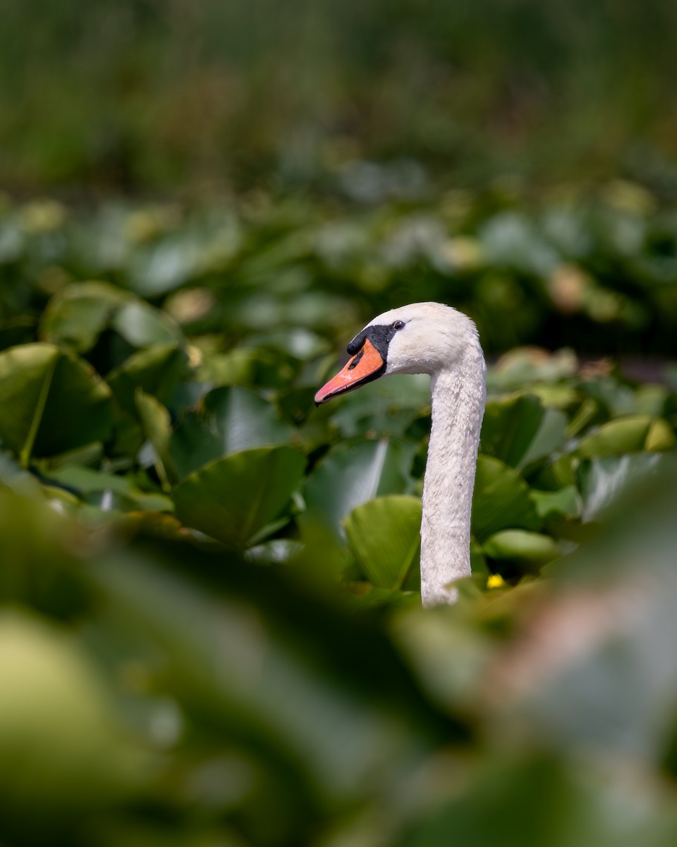 Mute Swan - ML644524766