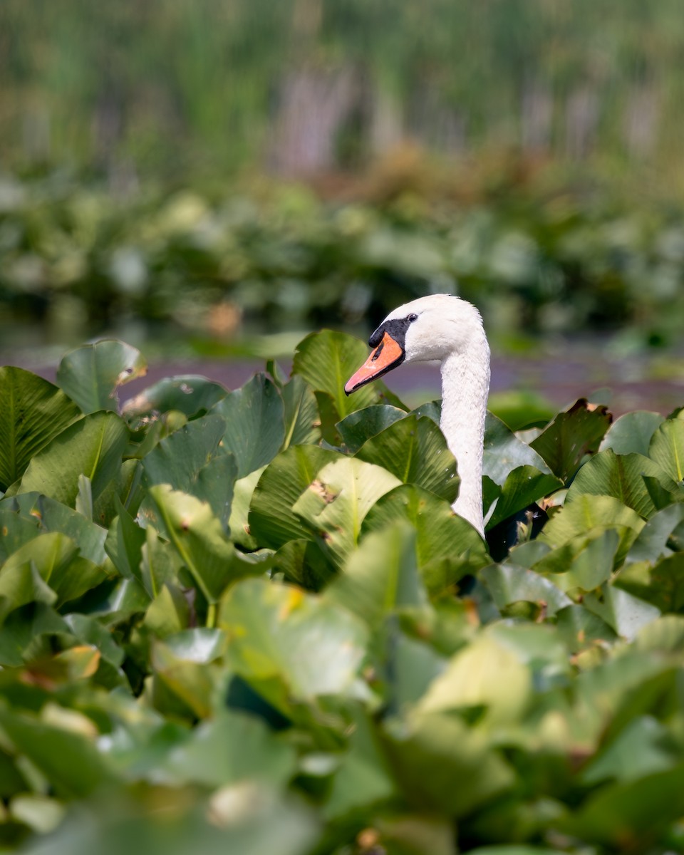 Mute Swan - ML644524767