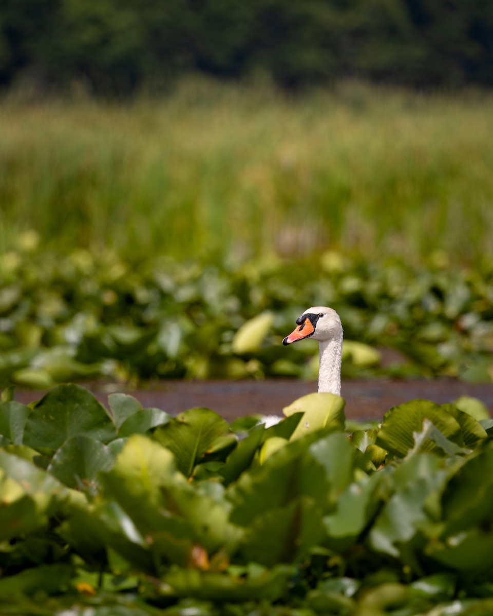 Mute Swan - ML644524768