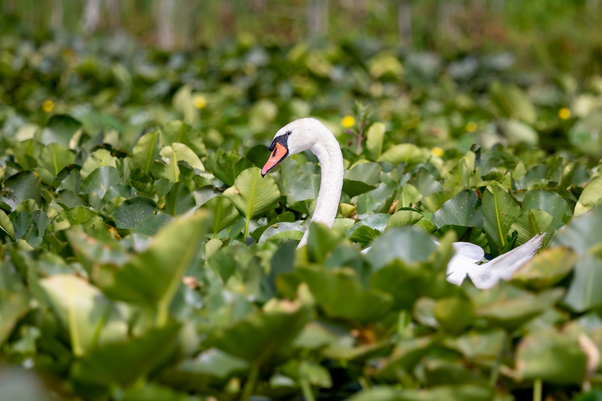 Mute Swan - ML644524769