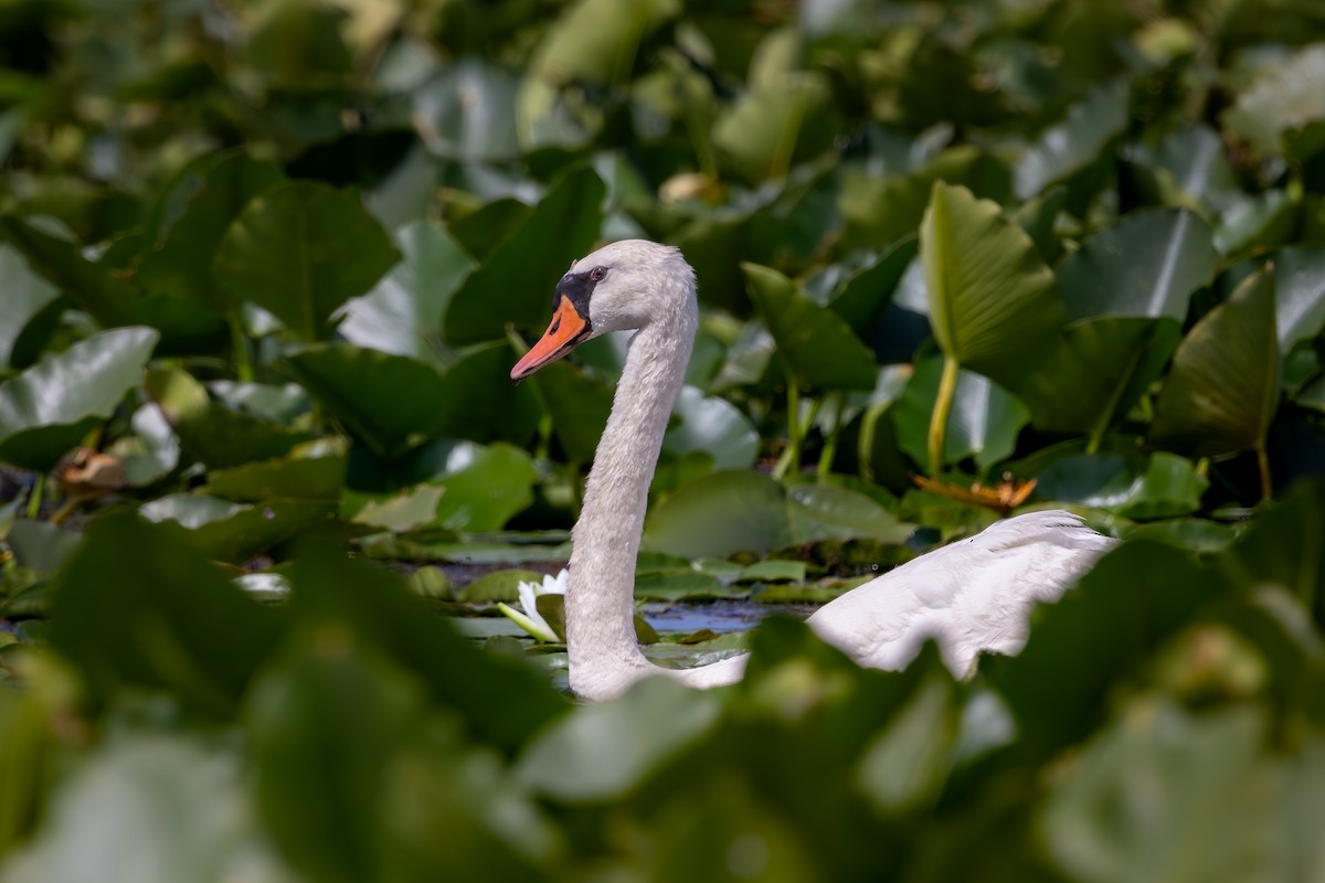 Mute Swan - ML644524770