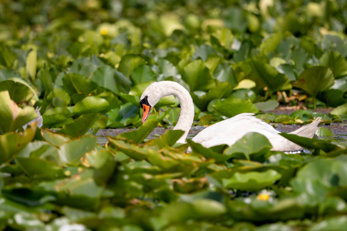 Mute Swan - ML644524771