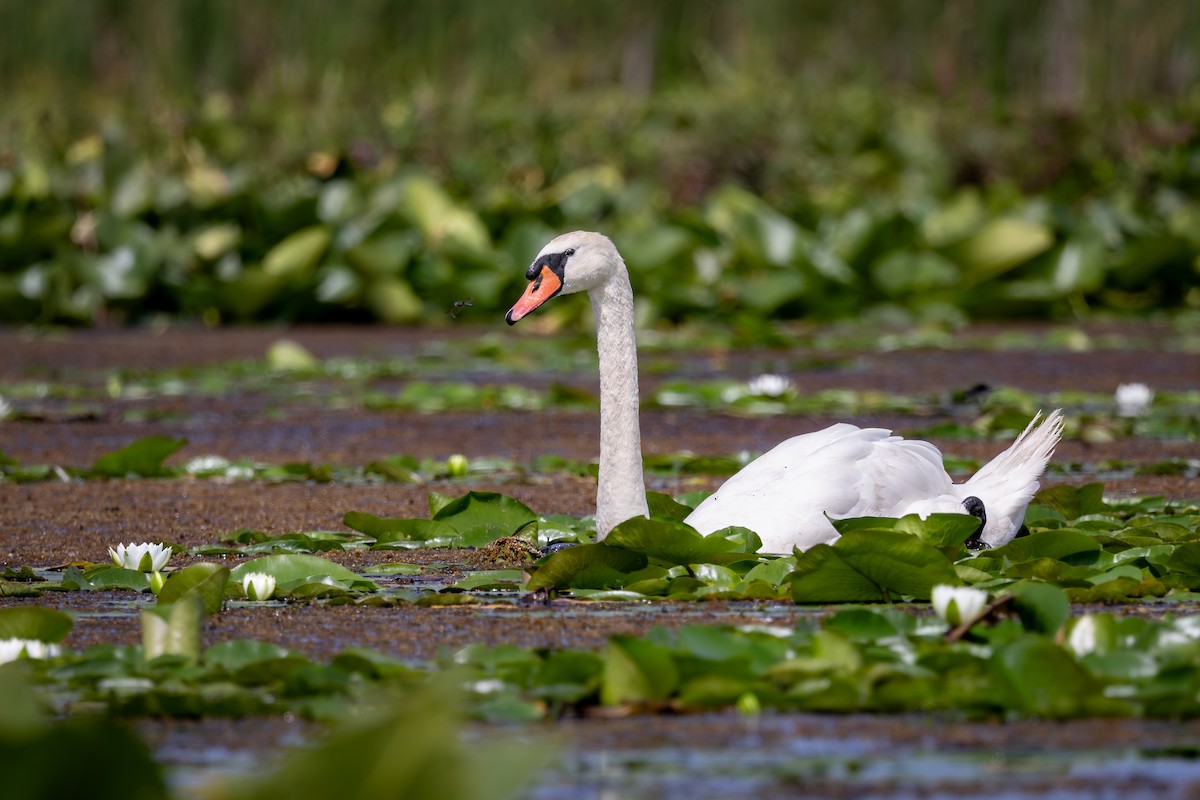 Mute Swan - ML644524772