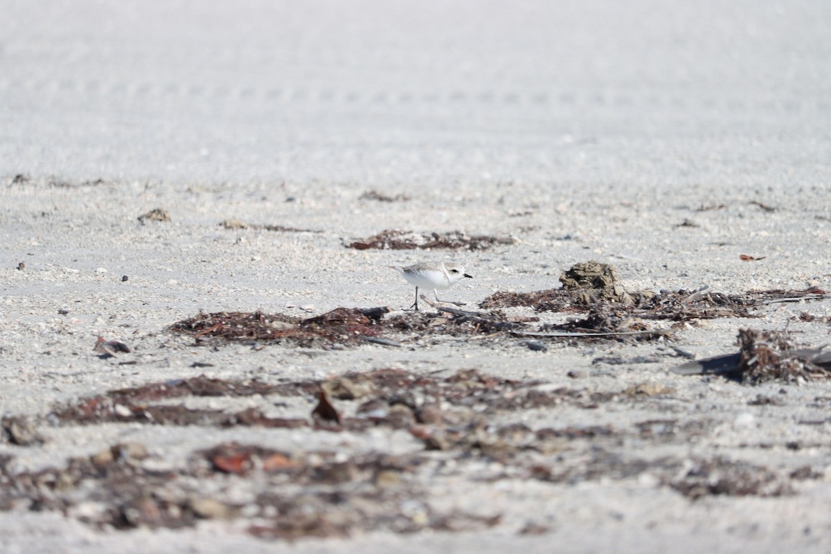 Chorlitejo Nivoso - ML644524775