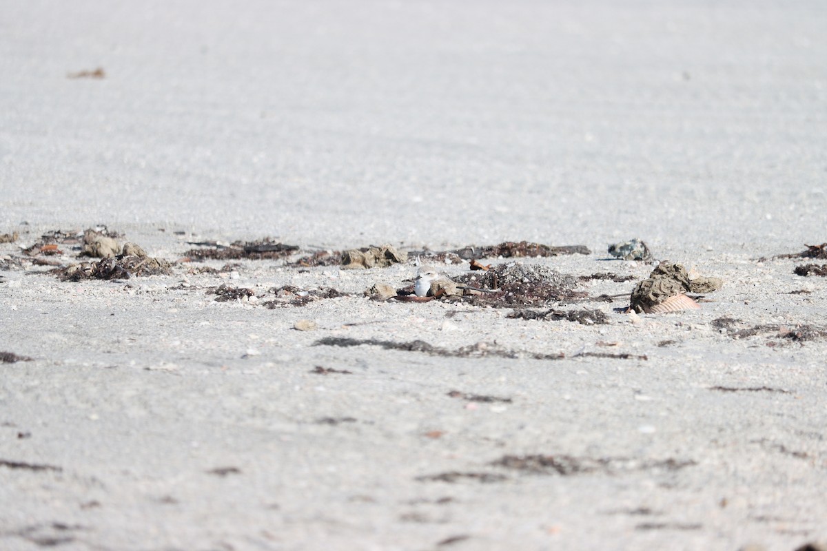 Chorlitejo Nivoso - ML644524777