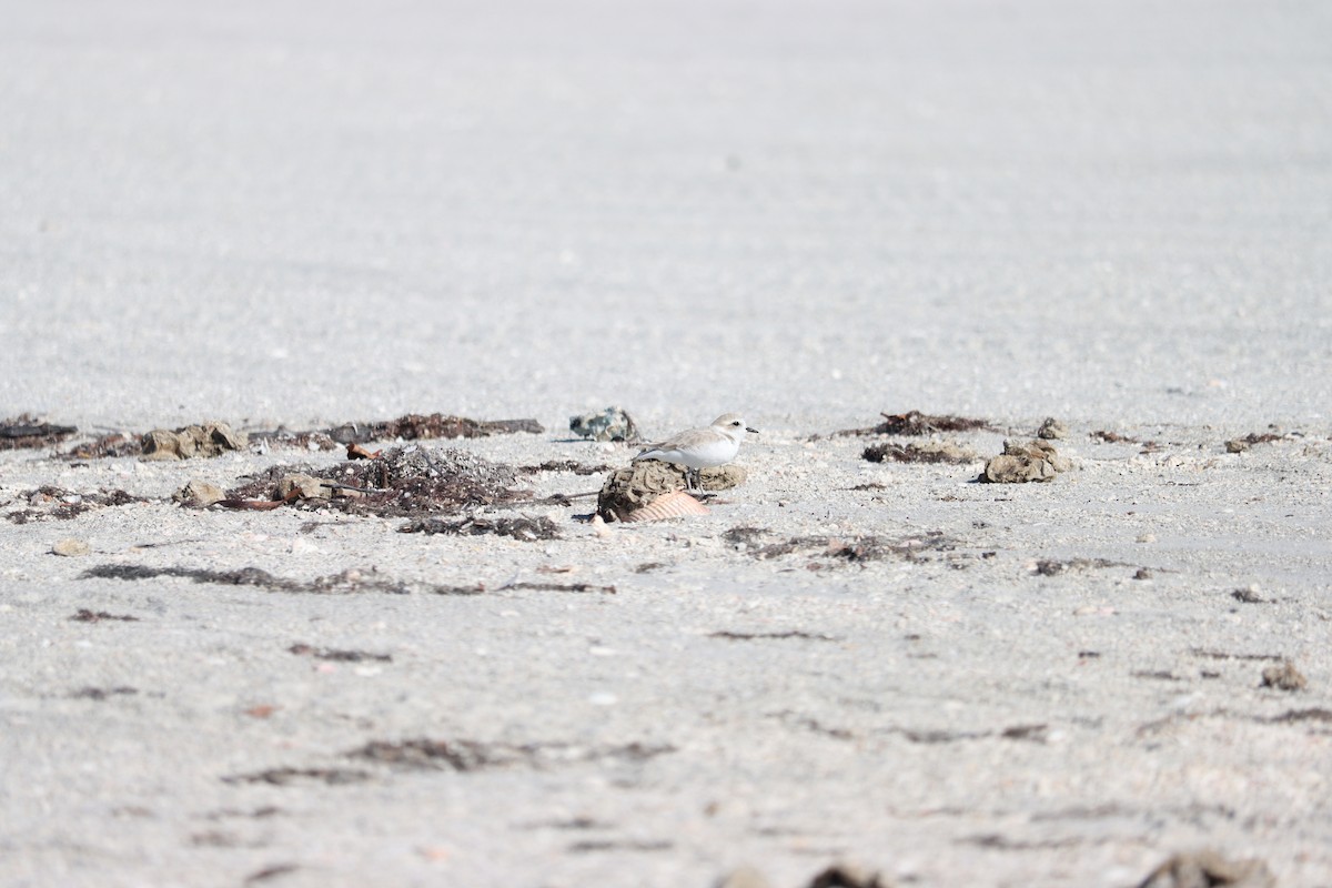 Chorlitejo Nivoso - ML644524779