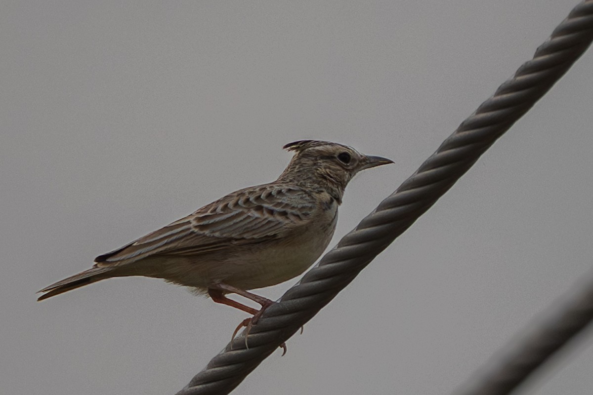 Crested Lark - ML644524783