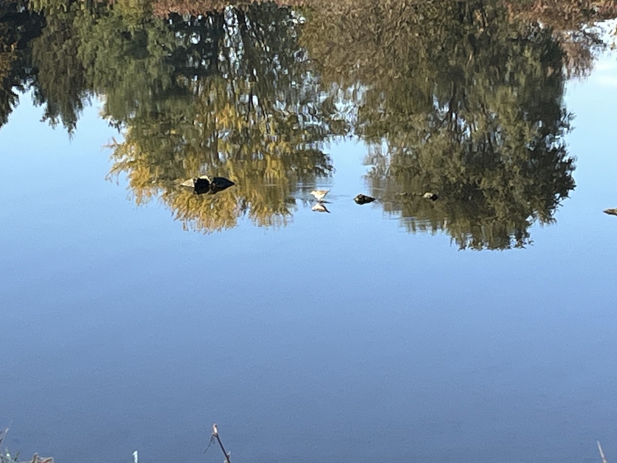 Spotted Sandpiper - ML644524788
