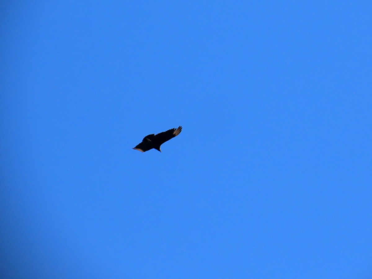 kondor havranovitý - ML644524789