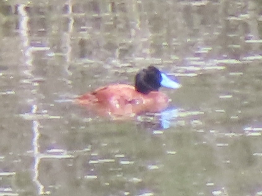 Andean Duck (ferruginea) - ML644524790