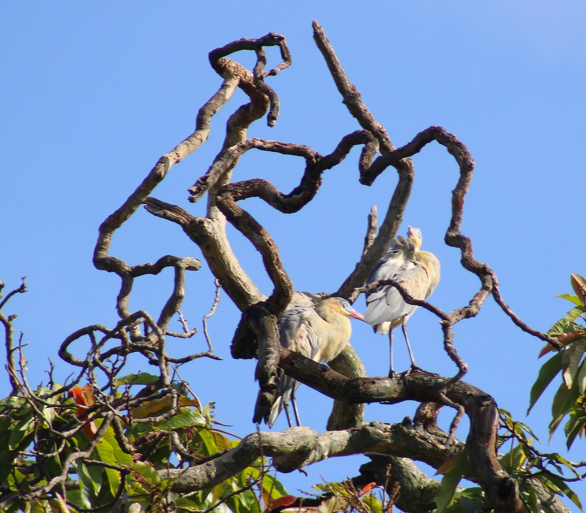 キムネゴイ - ML644524800