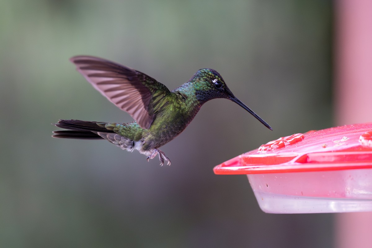 Колібрі-жарокрил мексиканський - ML644524801