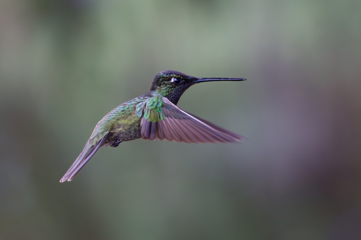 Колібрі-жарокрил мексиканський - ML644524806