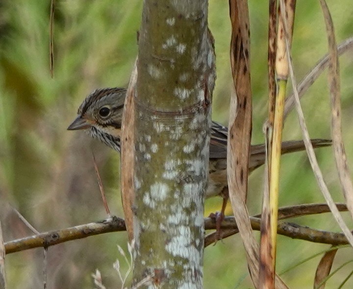 Пасовка вохриста - ML644524812