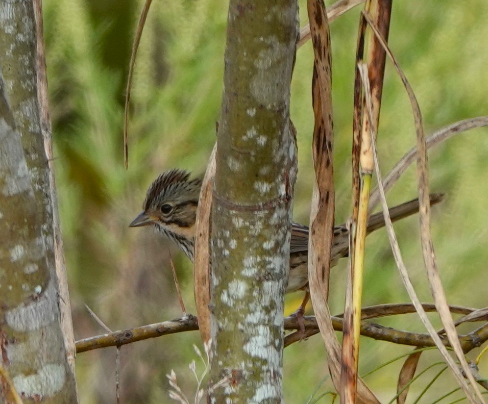 Пасовка вохриста - ML644524813