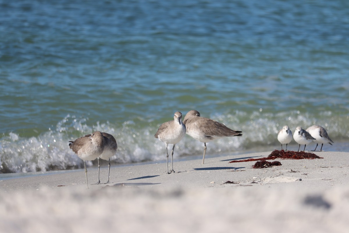 Playero Aliblanco - ML644524814
