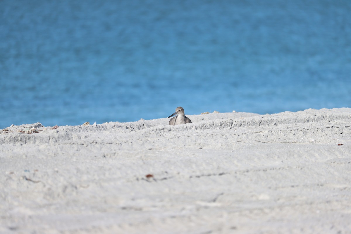 Playero Aliblanco - ML644524815