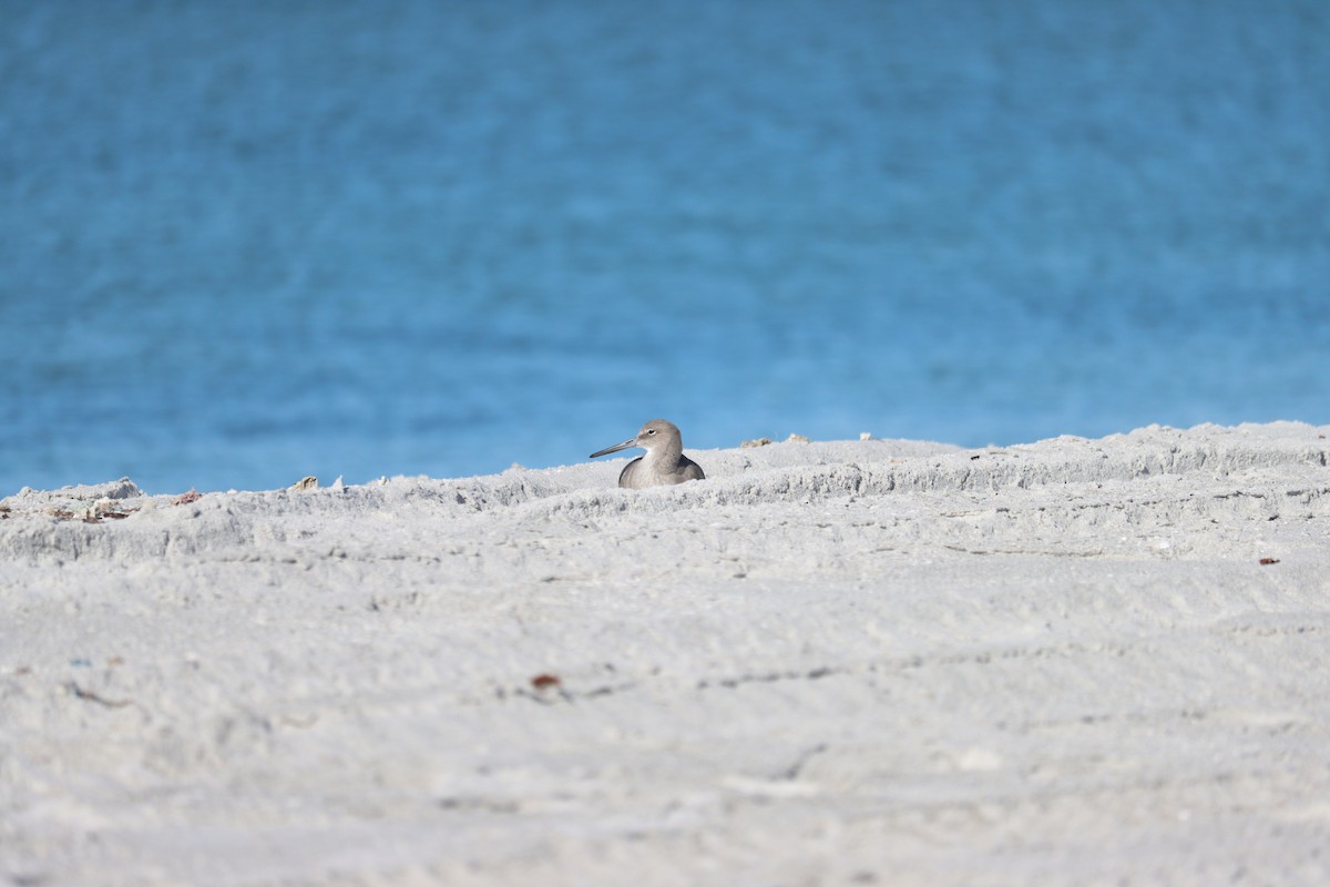 Playero Aliblanco - ML644524816