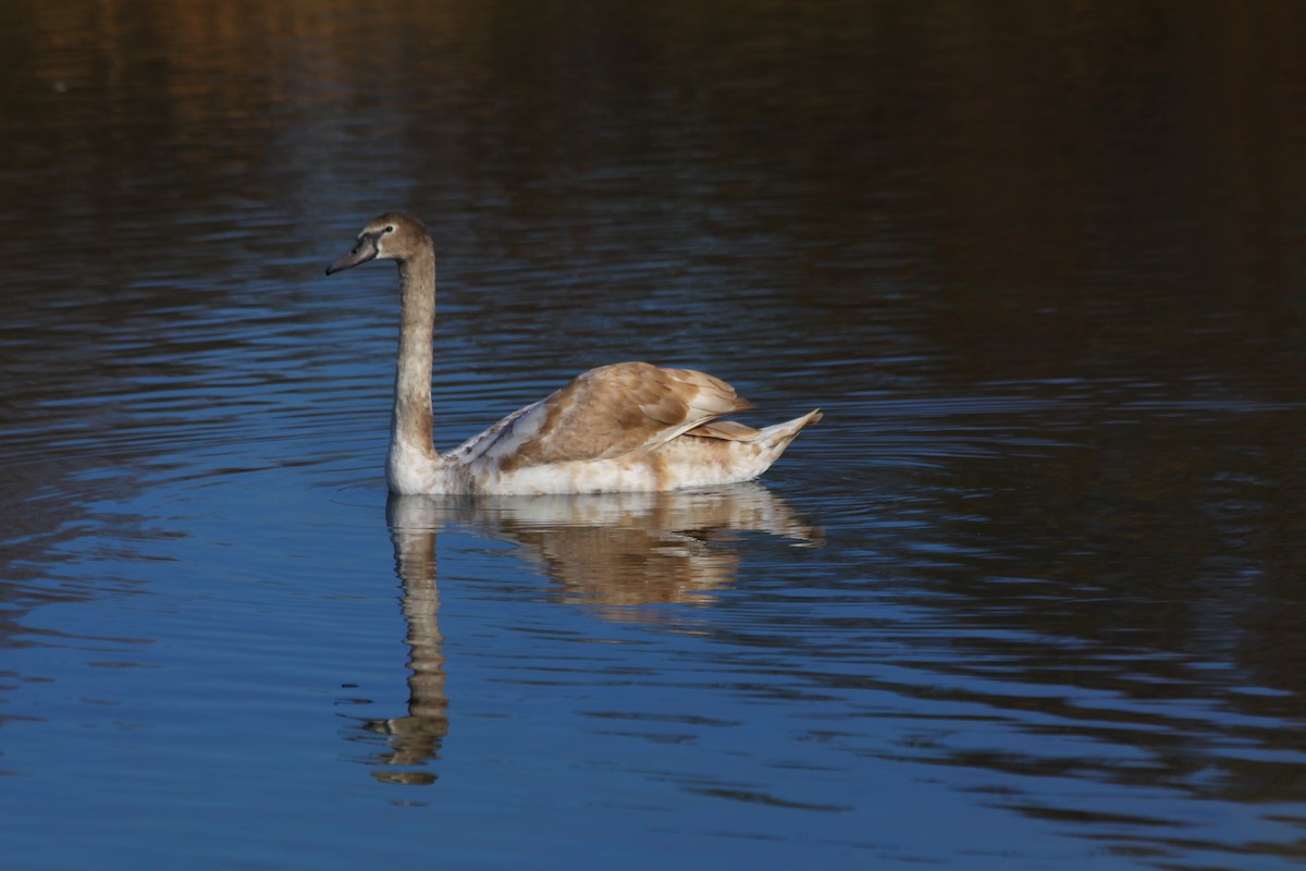 Cigno reale - ML644524821