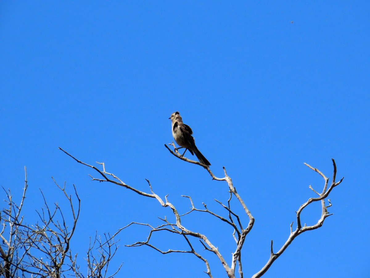 Чилийский пересмешник - ML644524824
