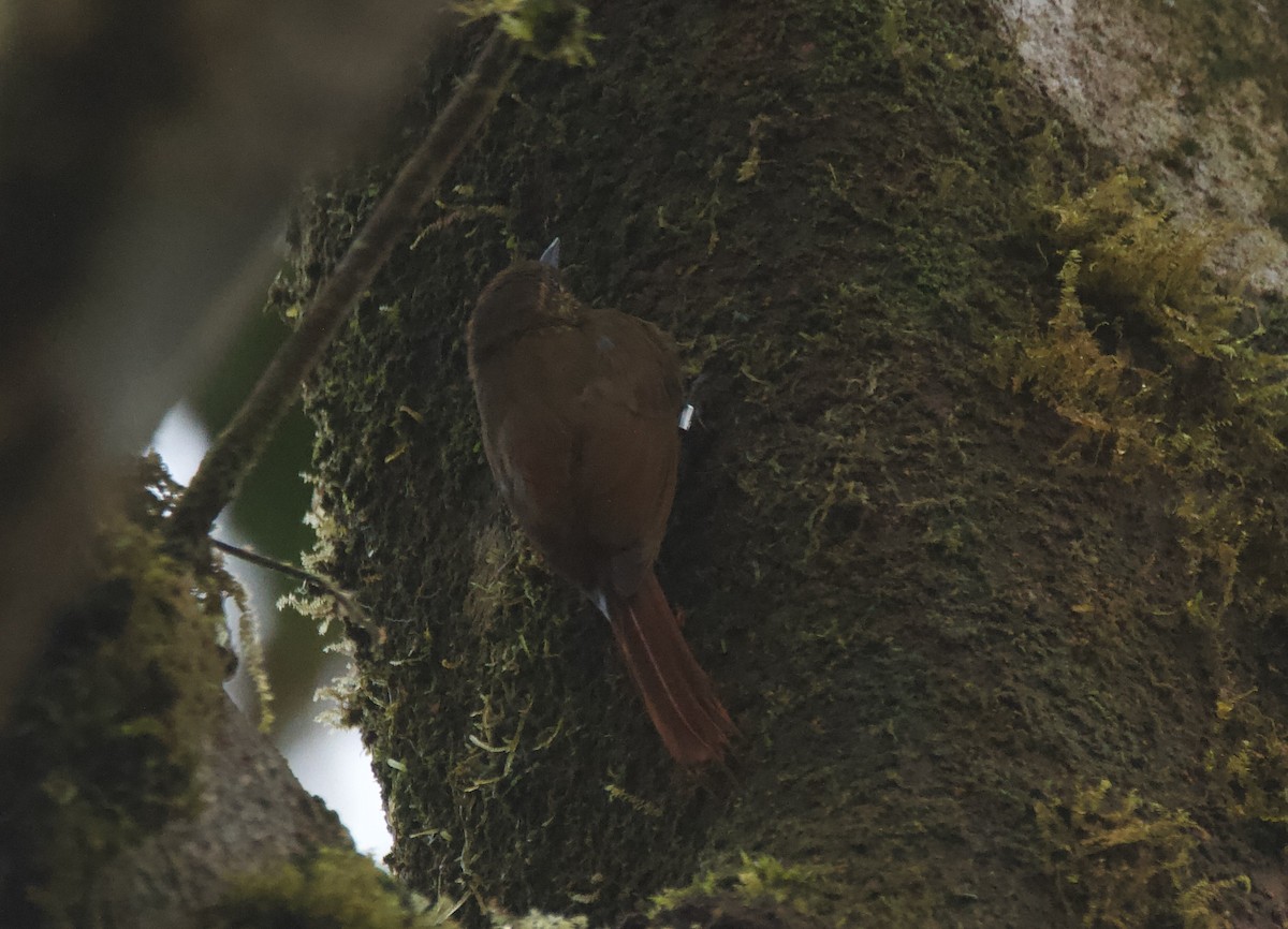 チビオニキバシリ - ML644524828