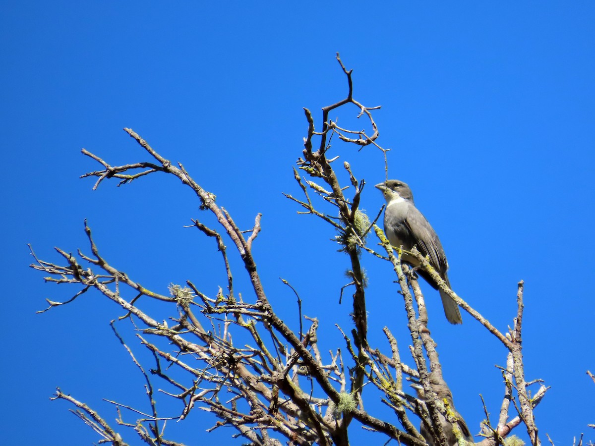 Diuca Finch - ML644524830