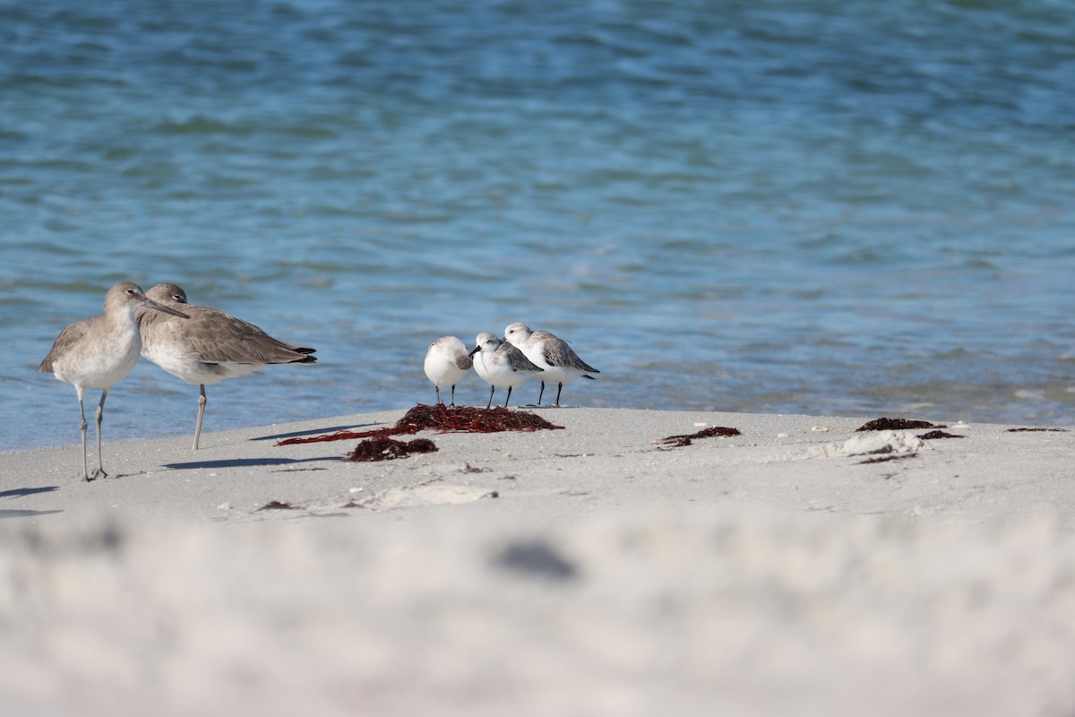 Correlimos Tridáctilo - ML644524832